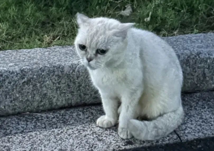 图片[7]COOY全球资源网-软件资源-干货分享-知识求知浙江衢州蔡某某当众虐杀猫咪，终于收到一纸“情况通报”COOY全球资源网-软件资源-干货分享-知识求知COOY全球资源网