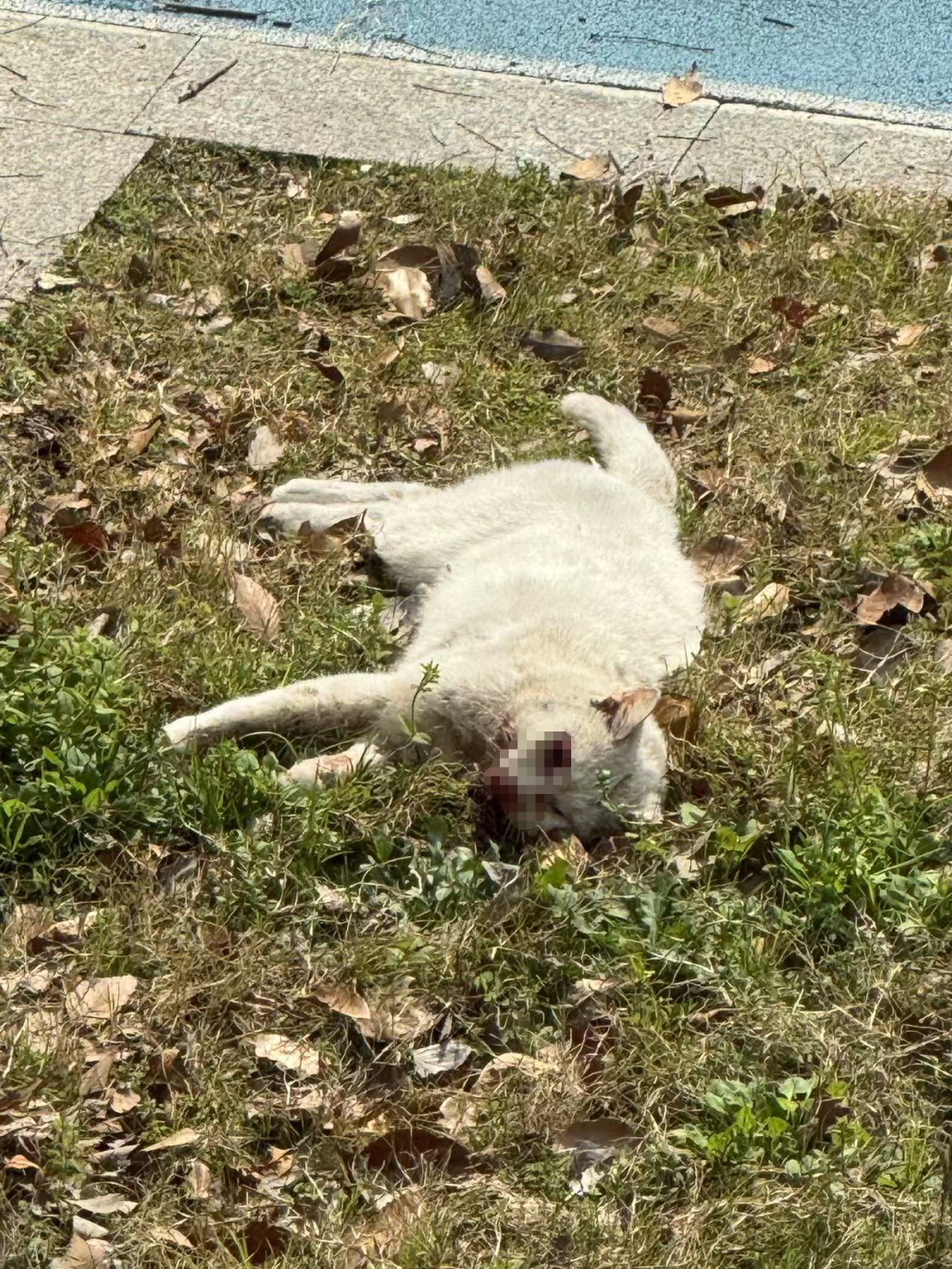 图片[3]COOY全球资源网-软件资源-干货分享-知识求知浙江衢州蔡某某当众虐杀猫咪，终于收到一纸“情况通报”COOY全球资源网-软件资源-干货分享-知识求知COOY全球资源网